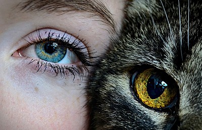 Cat eye and human eye