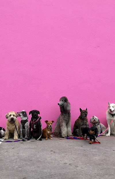 Dogs in front of a pink building